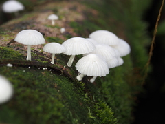 Marasmiellus