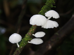 Marasmiellus