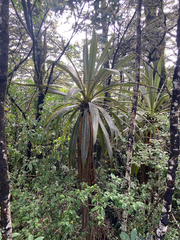 Cordyline indivisa