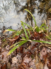 Carex folliculata