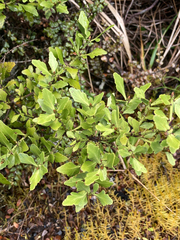 Phyllocladus alpinus