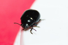 Chrysolina haemoptera