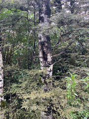 Nothofagus cliffortioides