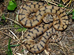 Vipera aspis