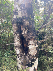 Nothofagus cliffortioides