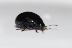Chrysolina haemoptera