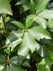 Pseudopanax colensoi