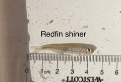 Lythrurus umbratilis