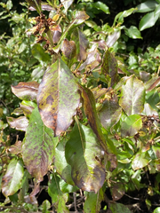 Coprosma tenuifolia