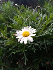Argyranthemum