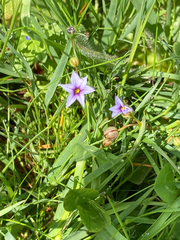 Sisyrinchium rosulatum