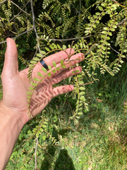 Sophora microphylla
