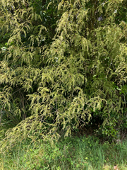 Sophora microphylla