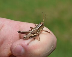 Paratylotropidia brunneri