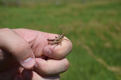 Paratylotropidia brunneri