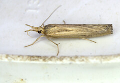 Pediasia trisecta