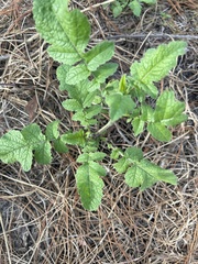 Raphanus raphanistrum