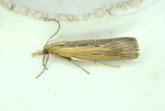 Pediasia trisecta