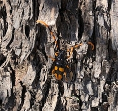 Dendrobias mandibularis