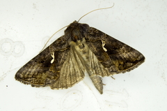 Chrysodeixis includens