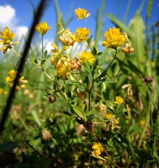 Trifolium patens