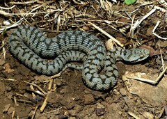 Vipera aspis