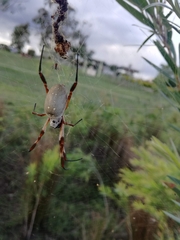 Trichonephila edulis