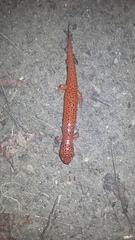 Pseudotriton ruber schencki