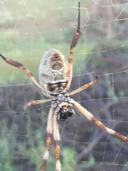 Trichonephila edulis