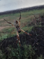 Trichonephila edulis