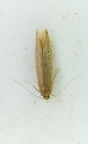 Shy Cosmet Moth photo 3