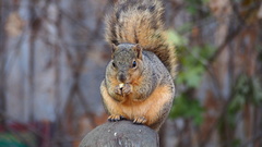 Sciurus niger
