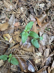 Stachys floridana