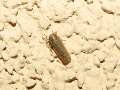 Paramesus major