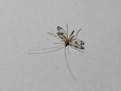 Macrocera
