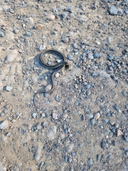 Thamnophis atratus