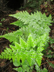 Asplenium onopteris