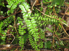 Asplenium trichomanes