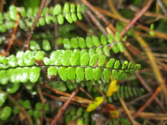 Asplenium trichomanes