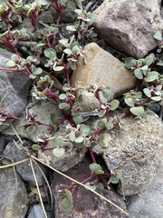 Tidestromia lanuginosa