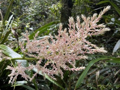 Helmholtzia glaberrima