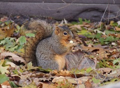 Sciurus niger
