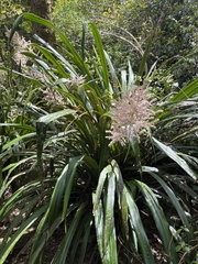 Helmholtzia glaberrima