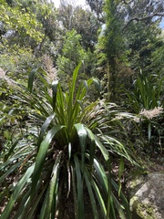 Helmholtzia glaberrima