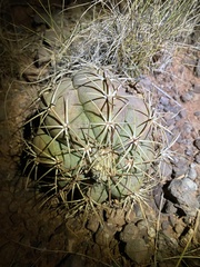 Echinocactus horizonthalonius