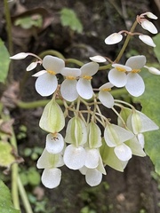 Begonia plebeja