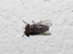Tabanus sparus