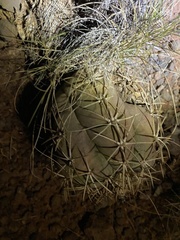 Echinocactus horizonthalonius