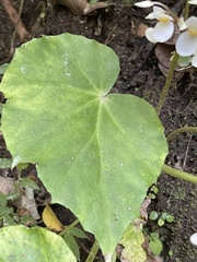 Begonia plebeja