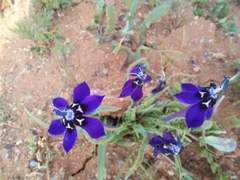 Lapeirousia oreogena